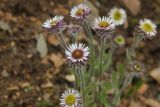 Erigeron eriocalyx. Соцветия. Республика Алтай, Кош-Агачский р-н, окр. правого притока р. Джумалы, каменисто-глинистый склон. 5 августа 2020 г.