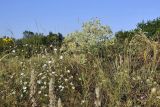 Eryngium campestre. Цветущее растение. Крым, Симферопольский р-н, окр. с. Урожайное, р-н дачного посёлка, нарушенная степь. 31.07.2022.