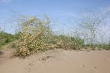 Calligonum caput-medusae. Плодоносящее растение. Узбекистан, Ферганская обл., Бешарыкский р-н, окр. кишлака Шадаказык, частично закреплённые дюны. 22 мая 2023 г.