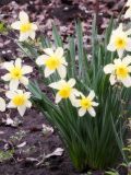 genus Narcissus