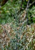 Artemisia absinthium