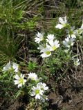 Cerastium arvense