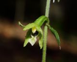 Epipactis pontica