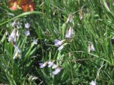 Vicia tenuissima