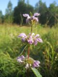 Phlomoides tuberosa. Верхушка соцветия. Новосибирская обл., Искитимский р-н, окр. пгт Линёво, степная балка \"Титов Лог\", влажный луг. 14 августа 2011 г.