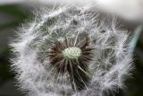 Taraxacum juzepczukii