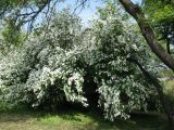 Exochorda giraldii