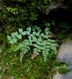 Woodsia heterophylla. Растение на скале. Иркутская обл., г. Нижнеудинск. 01.08.2012.
