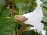 Calystegia sepium