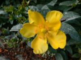 Hypericum hookerianum