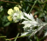 Potentilla impolita. Цветок и листья (вид нижней стороны). Ростовская обл., Персиановская степь, окр. Станицы Красюковская. 23.05.2012.