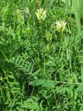 Astragalus cicer