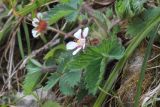 Potentilla micrantha