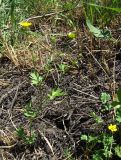 Ranunculus sardous