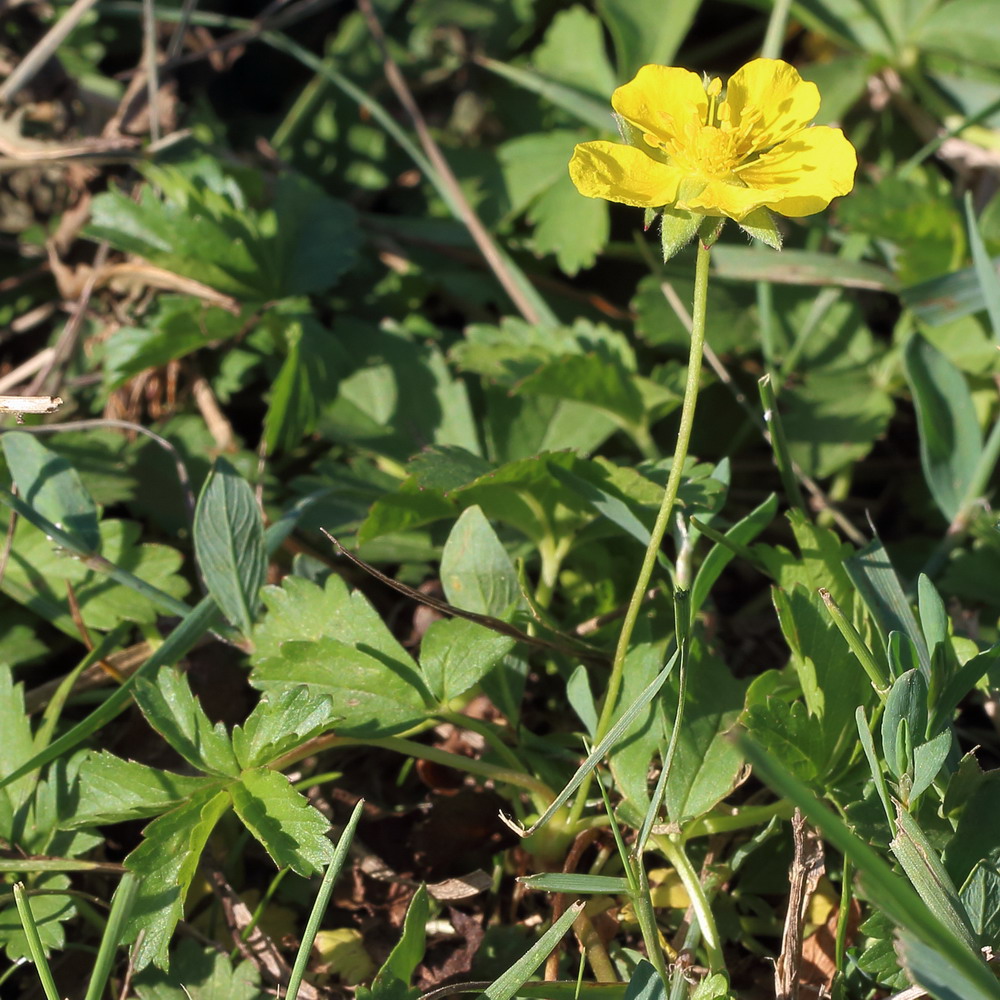 Image of Potentilla reptans specimen.