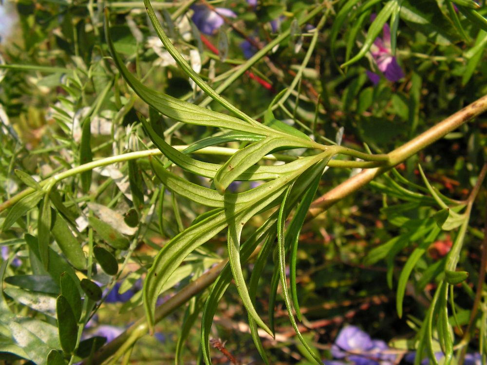 Изображение особи Aconitum macrorhynchum.