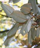 Elaeagnus pungens. Верхняя часть ветки (у листьев видны их нижние стороны). Германия, г. Duisburg, Ботанический сад. 20.09.2013.