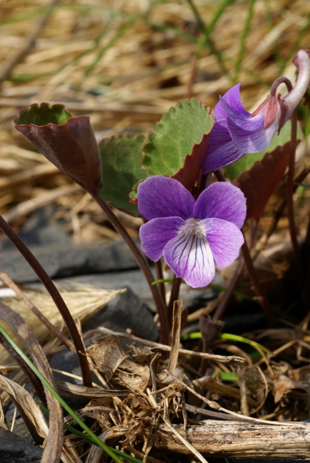 Изображение особи Viola primorskajensis.