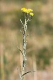 Helichrysum arenarium. Верхушка побега с соцветием. Ростовская обл., Неклиновский р-н, Лакедемоновское с/п, Беглицкая коса. 14.06.2014.