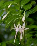 Fuchsia magellanica