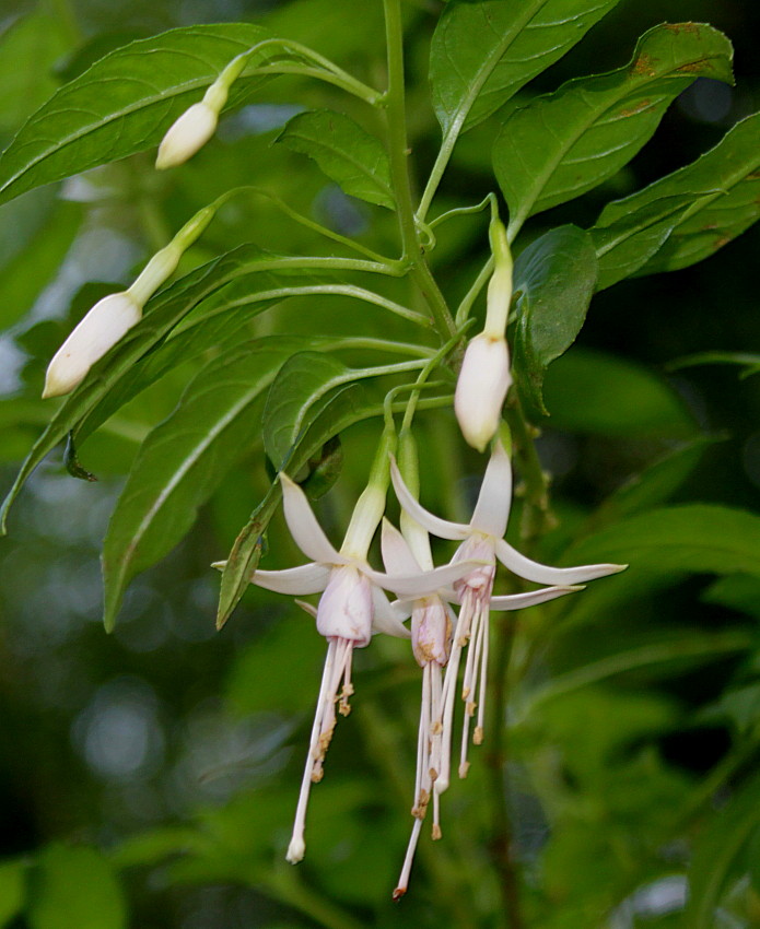 Изображение особи Fuchsia magellanica.