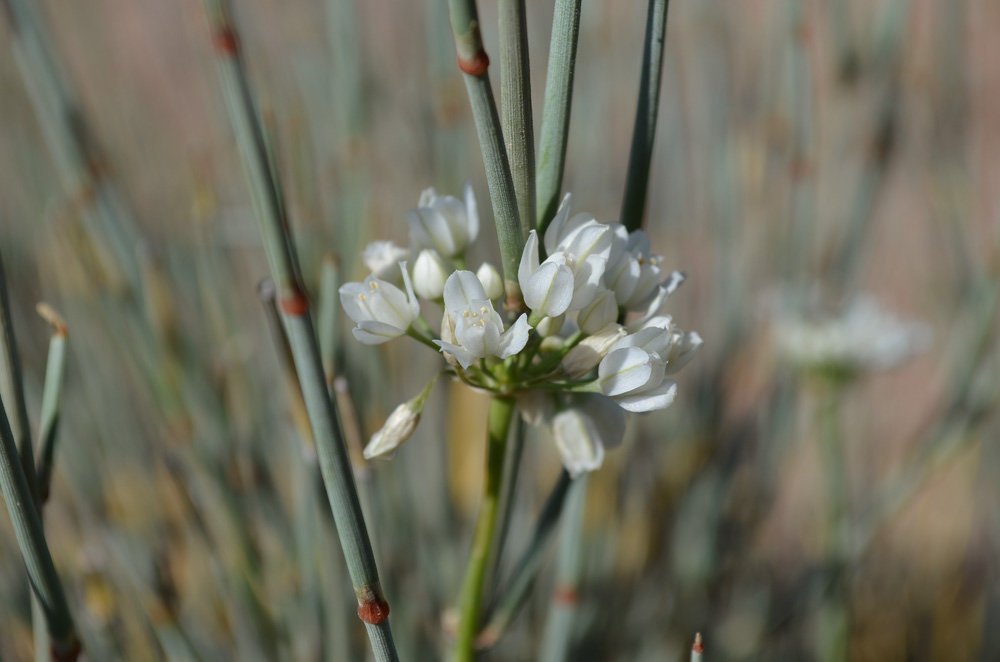 Image of Allium oreoprasum specimen.