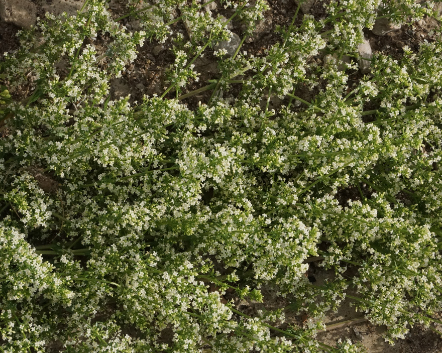 Изображение особи Galium humifusum.