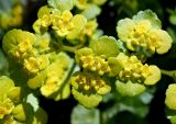 Chrysosplenium alternifolium