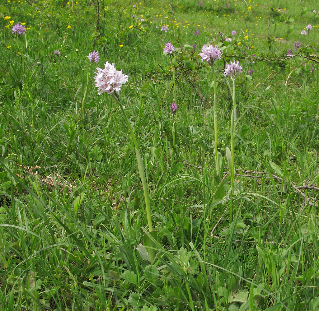 Изображение особи Neotinea tridentata.