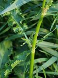 Rumex crispus