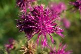 Centaurea scabiosa. Соцветие. Самарская обл., Волжский р-н, Жигулёвские горы, Ширяевский овраг. 18.07.2006.