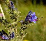 Echium vulgare. Часть побега с цветком. Южный Урал, Челябинская обл., левый берег р. Ай ниже дер. Сикияз-Тамак, луг. 10 июля 2016 г.