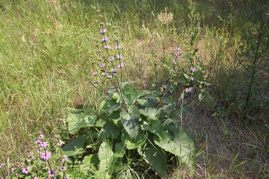 Изображение особи Phlomoides tuberosa.