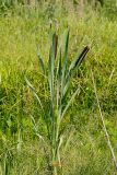 Typha latifolia