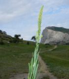 Reseda luteola. Верхушка цветущего растения. Крым, г. Судак, территория генуэзской крепости. Июль 2016 г.