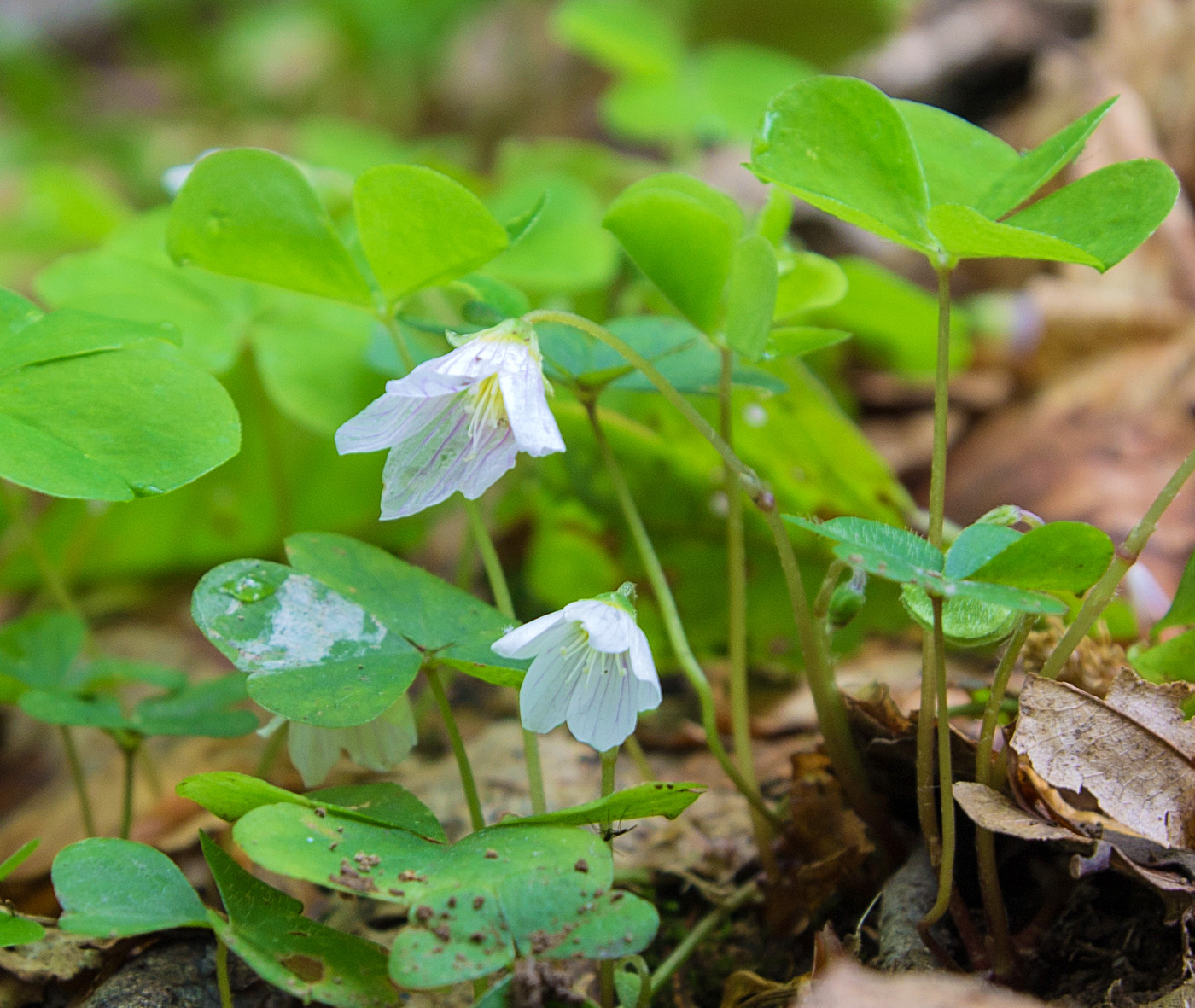 Изображение особи Oxalis acetosella.