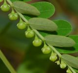 Phyllanthus amarus. Часть побега с цветком и созревающими плодами (вид с абаксиальной стороны листьев). Таиланд, о-в Пхукет, курорт Карон, полоса зелёных насаждений вдоль пляжа. 18.01.2017.