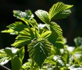 Rubus idaeus