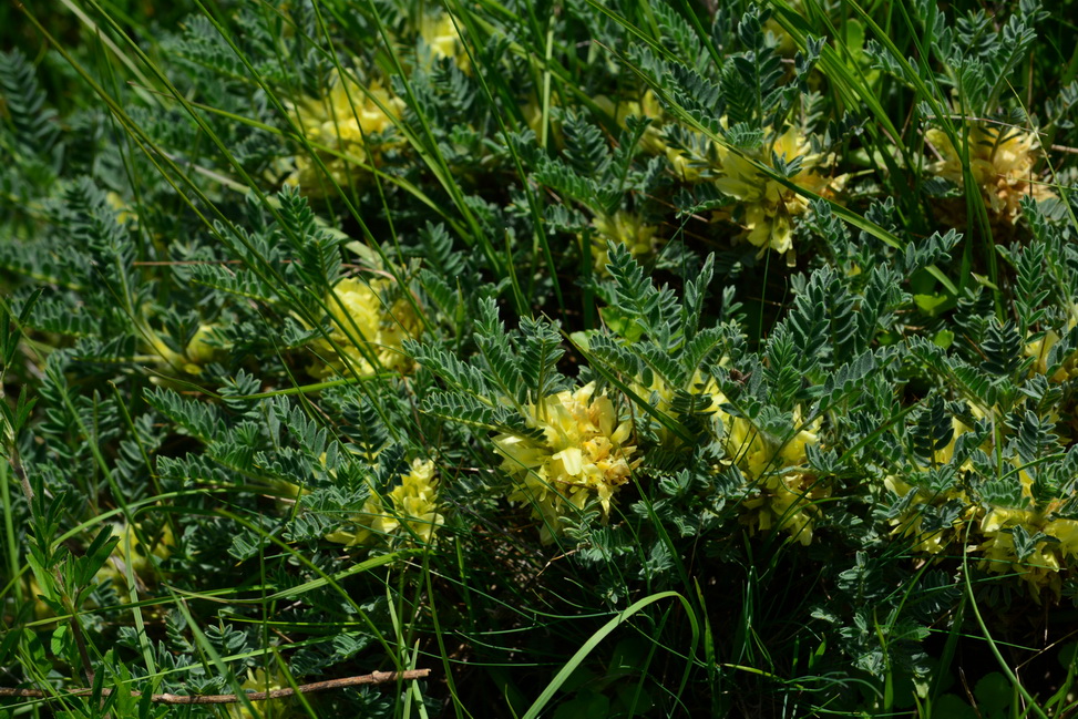 Изображение особи Astragalus aureus.