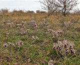 Pulsatilla ucrainica. Цветущие растения в песчаной степи. Украина, Донецкая обл., Константиновский р-н, РЛП \"Клебан-Бык\". 04.04.2010.