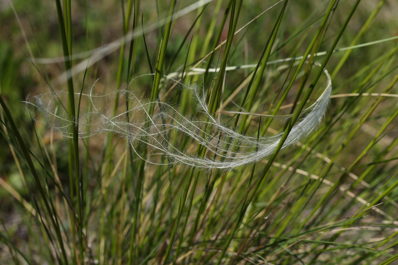 Изображение особи род Stipa.