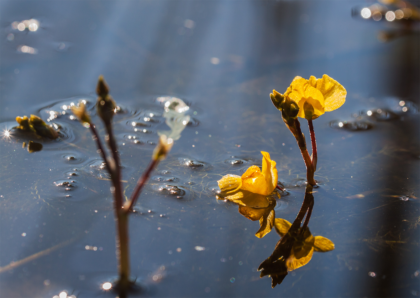 Изображение особи Utricularia australis.