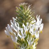 Hebenstretia parviflora