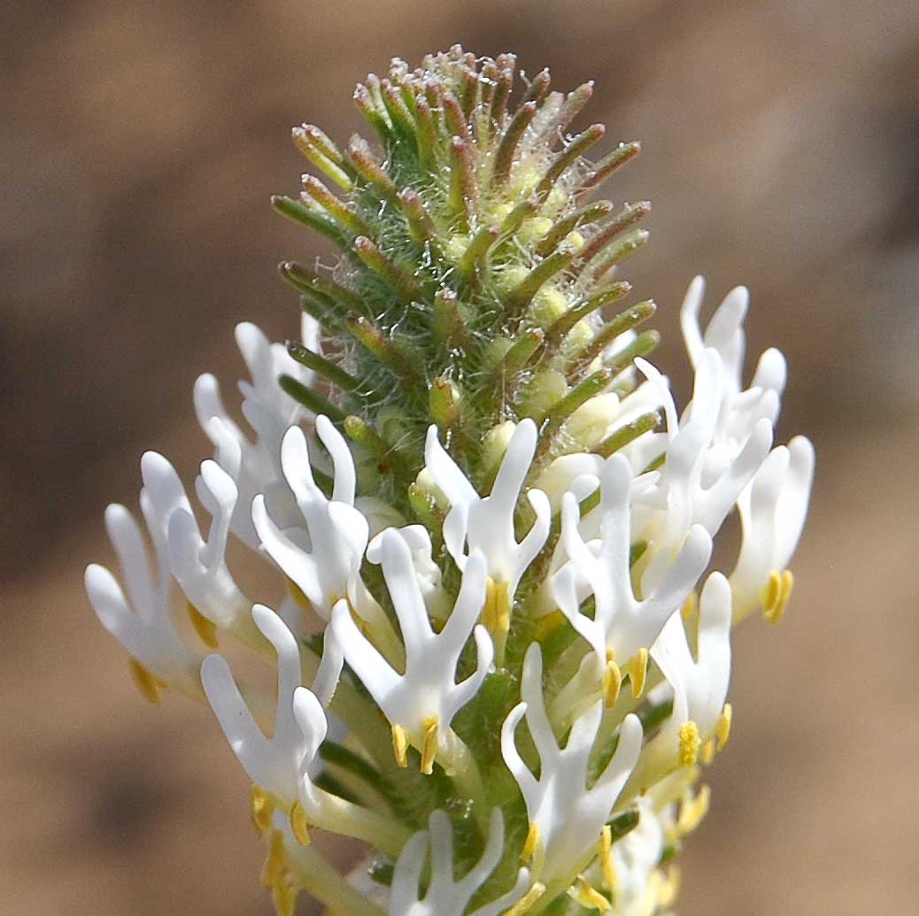 Изображение особи Hebenstretia parviflora.