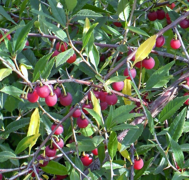 Изображение особи Prinsepia uniflora.