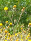 Centaurea solstitialis