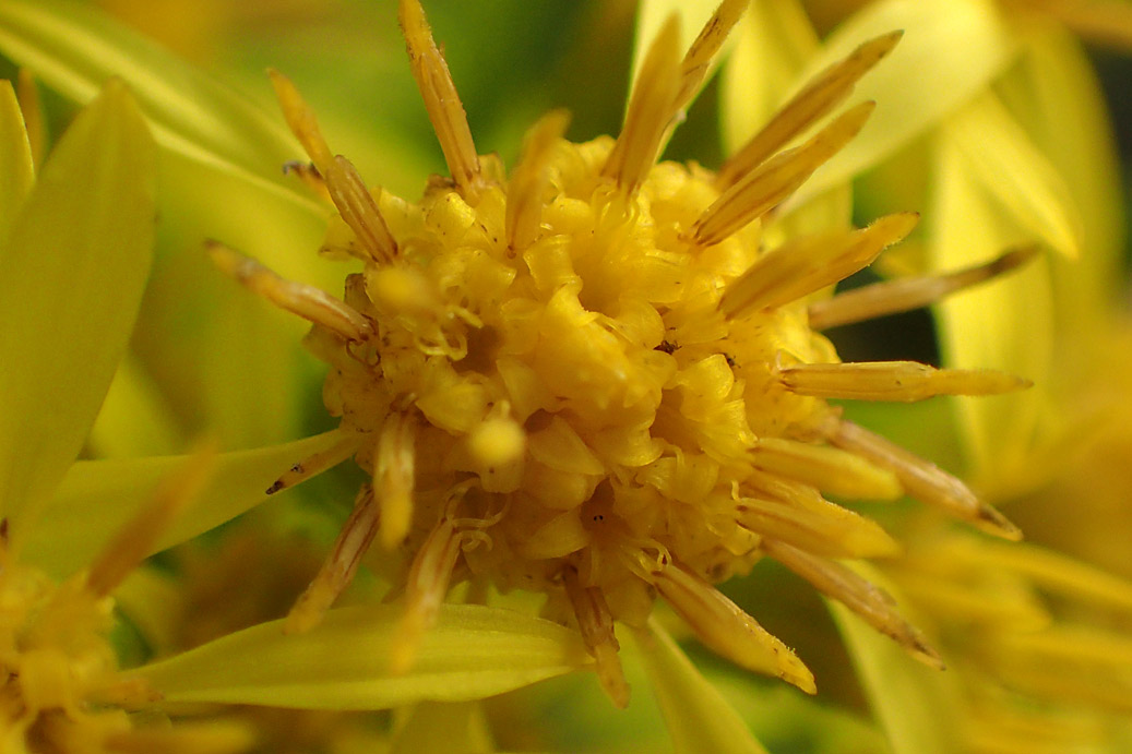 Изображение особи Solidago virgaurea.