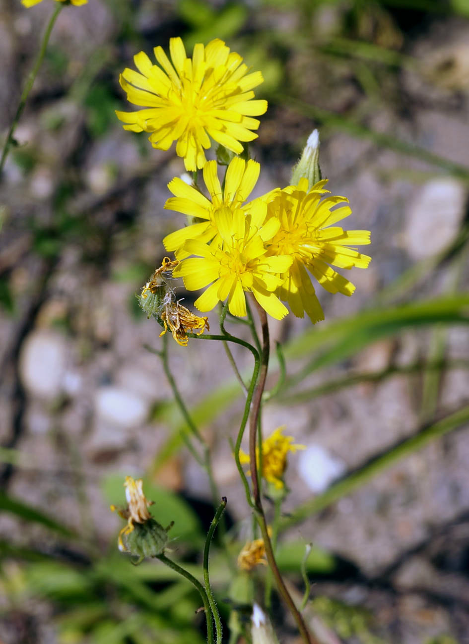 Изображение особи Crepis tectorum.