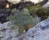 Seseli gummiferum. Вегетирующее растение (в сообществе c Galium). Крым, городской округ Ялта, Ай-Петринская яйла, обрывистый вертикальный каменистый склон. 14.08.2017.