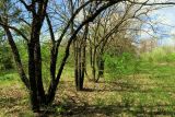 Celtis occidentalis